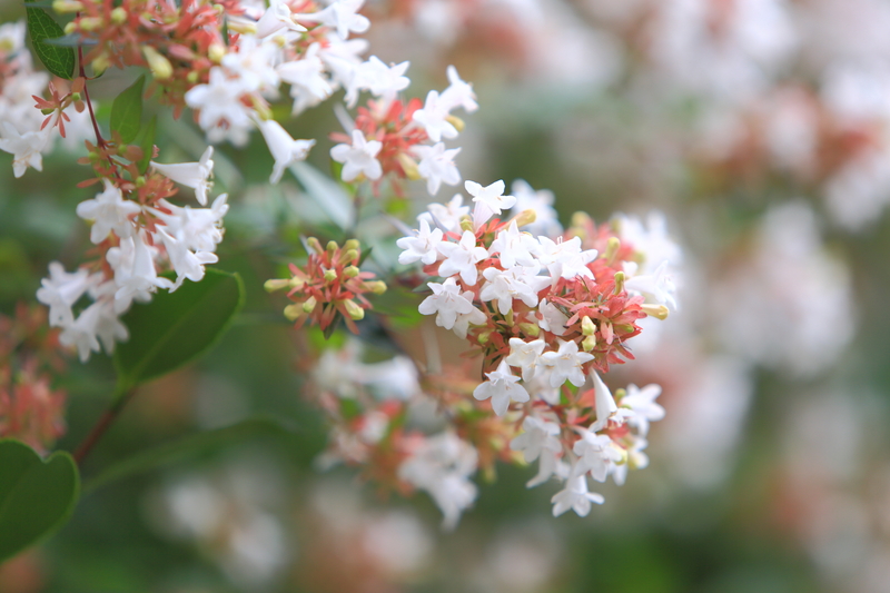 garden design Garden