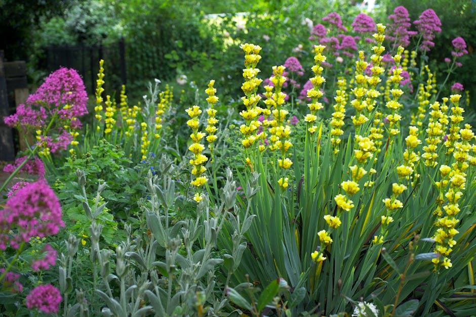 A vibrant garden scene featuring a dense cluster of yellow flowering plants with tall, slender stalks topped with bright yellow blooms, alongside clusters of pink flowers with rounded flower heads. The garden beds are bordered by a mix of broad-leaved green foliage and textured, silvery-green leaves. The background shows lush green trees and shrubs, creating a natural, enclosed outdoor space. The soil is dark and moist, indicating recent watering or moist conditions, while a well-maintained lawn area with trimmed grass is visible nearby, along with a paved pathway. The scene suggests active garden maintenance with trimming and planting, with no gardening tools in sight but emphasizing the cultivated, cared-for appearance. Overall, the garden showcases a blend of colorful flowering borders and tidy lawn areas, exemplifying professional garden care by Gardeners Wandsworth, ideal for outdoor beautification and landscaping work.