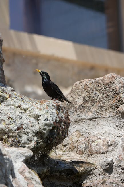 A small blackbird with a yellow beak perches on a large, textured rock in a garden setting. The rock surface has patches of lichen and moss, with surrounding stones varying in size and color, from light gray to darker tones. In the background, blurred elements of a garden wall and possibly a reflective window can be seen, suggesting an outdoor landscaped area. The scene is lit by natural light, highlighting the rugged texture of the rocks and the glossy feathers of the bird. This image illustrates aspects of garden maintenance and landscaping work, emphasizing natural elements and wildlife that garden care can support. For professional gardening services, Gardeners Wandsworth offers expertise in garden care and landscaping near Wandsworth Common, as reflected in the context of this outdoor environment.