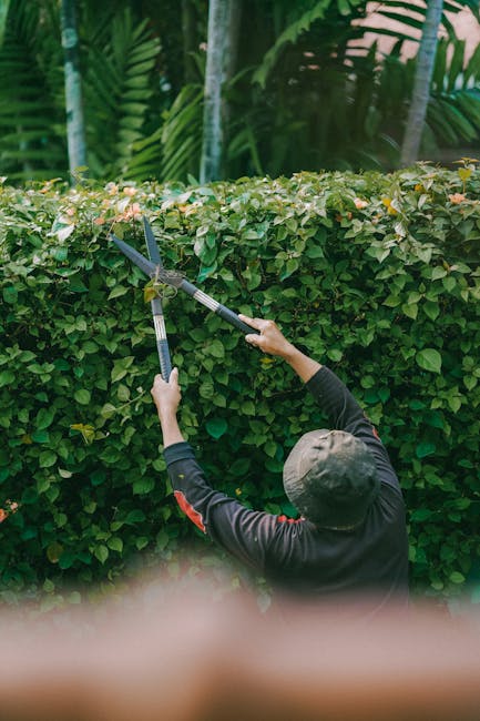 A gardener, wearing a dark long-sleeved shirt and a cap, is trimming a neatly shaped hedge with long-handled pruning shears in a well-maintained garden. The hedge, composed of dense green foliage with small, light-colored flowers at the top, forms a clean boundary between the lawn area and taller plants. Behind the hedge, tropical-style plants with large, glossy green leaves are visible, adding lushness to the landscape. The lawn features evenly cut, vibrant green grass, and the soil beside the hedge appears moist, indicating recent watering or rain. Sunlight filters through the surrounding trees and foliage, casting soft natural light across the scene. The overall setting reflects professional garden maintenance and landscaping work, characteristic of services provided by Gardeners Wandsworth, aligning with the SW18 gardeners real cost and maintenance guide.